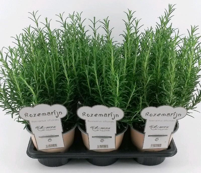 <h4>Rosmarinus Officinalis L'Aroma Rozemarijn, NL-etiket met tip</h4>