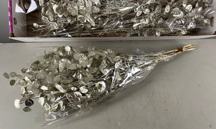 <h4>DF Lunaria Bs Platinum</h4>