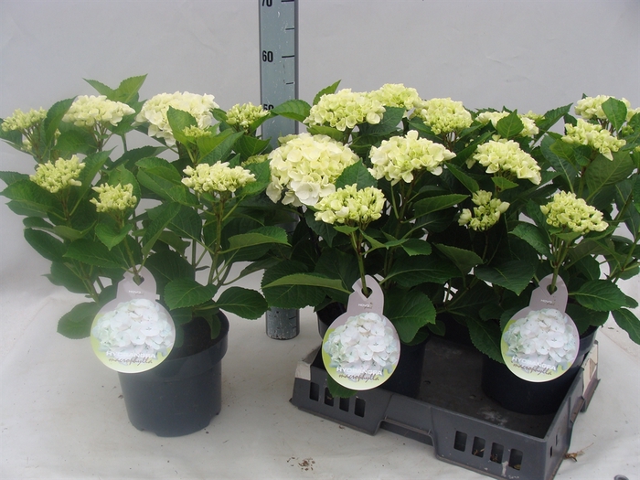 <h4>Hydrangea mac.   ...</h4>