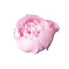 Paeonia Alertie