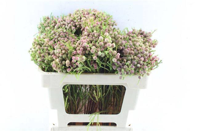 <h4>BERZ LANUGINOSA</h4>