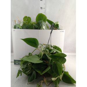 Philodendron scand.