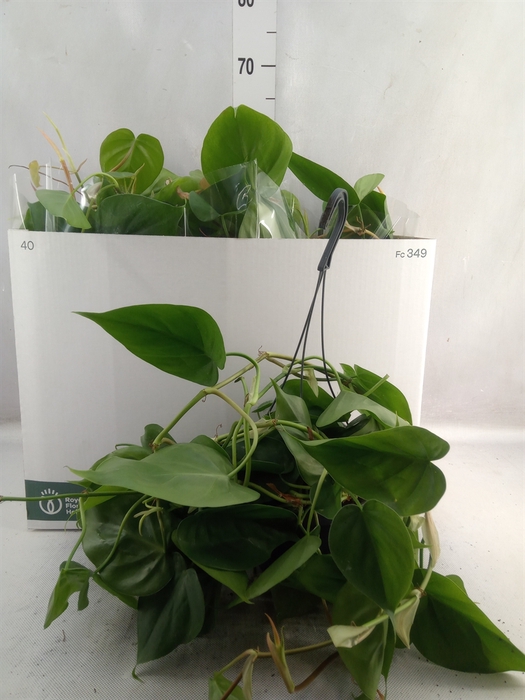 <h4>Philodendron scand.</h4>