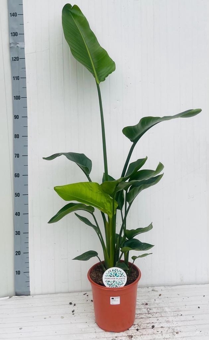 <h4>STRELITZIA NICOLAI</h4>