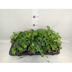 Hedera helix 'Kolibri'