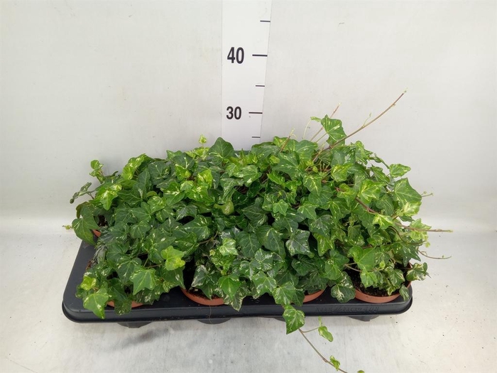 <h4>Hedera helix 'Kolibri'</h4>