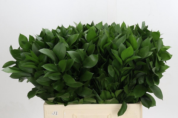 <h4>RUSCUS HYPOPHYLLUM</h4>