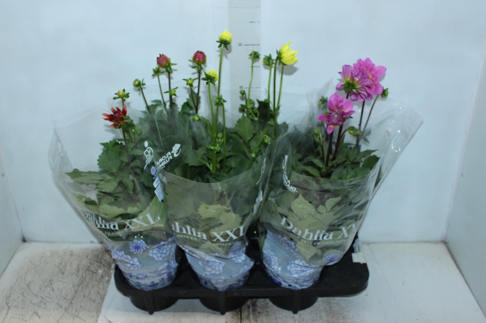 <h4>DAHLIA XXL P15</h4>