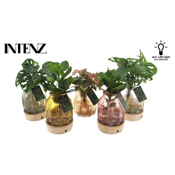 <h4>Intenz mix in Florence glas + LED - levertijd: 24 uur</h4>