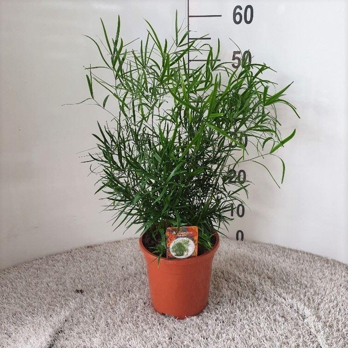 <h4>Asparagus falcatus</h4>