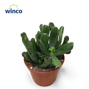 Crassula Hobbit-sunset