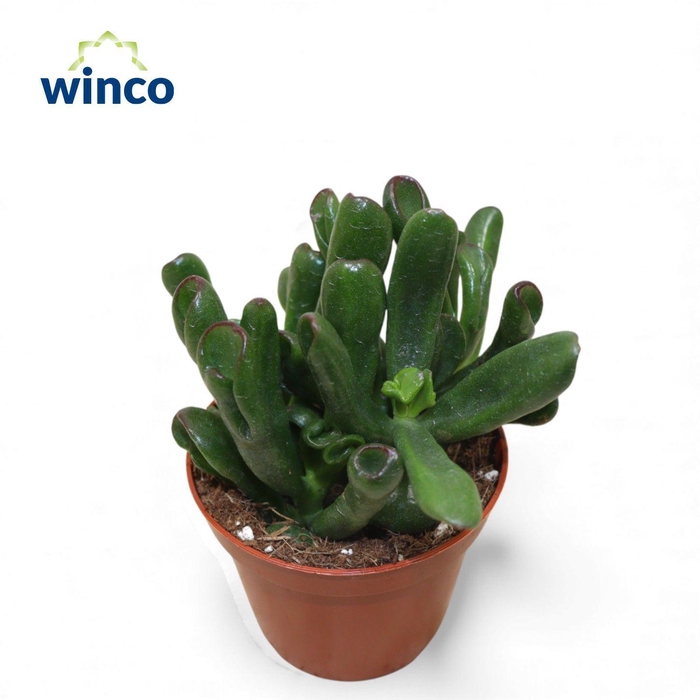 <h4>Crassula Hobbit-sunset</h4>