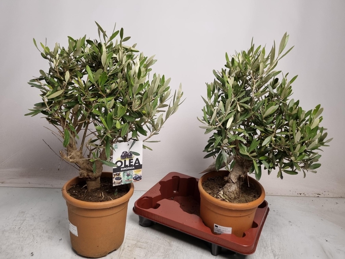 <h4>OLEA EUROPAEA</h4>