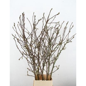 MAGNOLIA RECHT PER STEM 160CM
