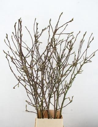<h4>MAGNOLIA RECHT PER STEM 160CM</h4>