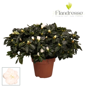 Azalea Flandresse® 'wit' 37 - 40 cm