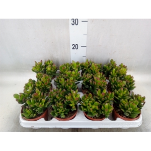 Crassula ovata 'Gandalf'