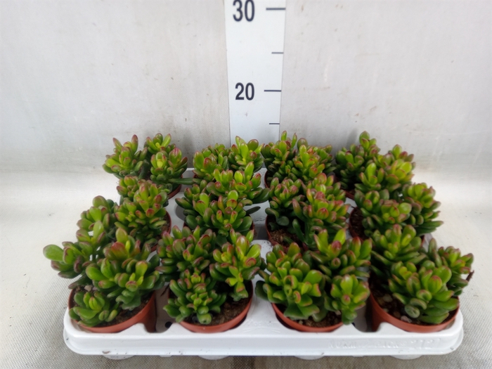 <h4>Crassula ovata 'Gandalf'</h4>