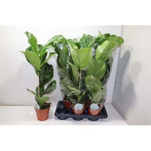 Ficus Lyrata