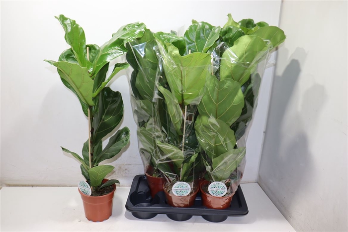 <h4>Ficus Lyrata</h4>