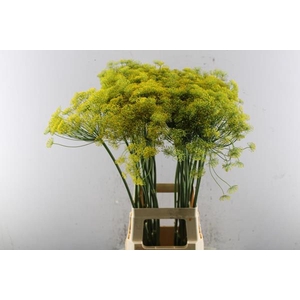 Anethum Graveolens (gr)l 80