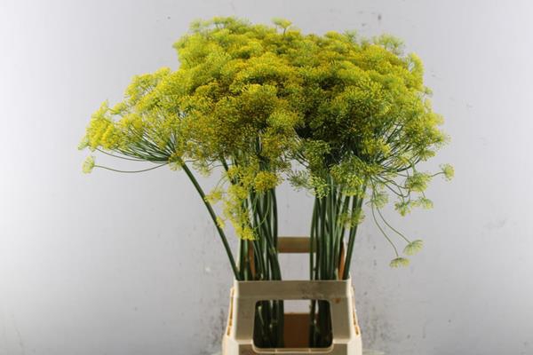 <h4>Anethum Graveolens (gr)l 80</h4>