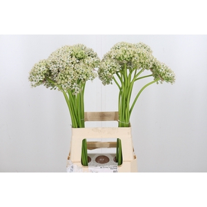Allium Nigrum