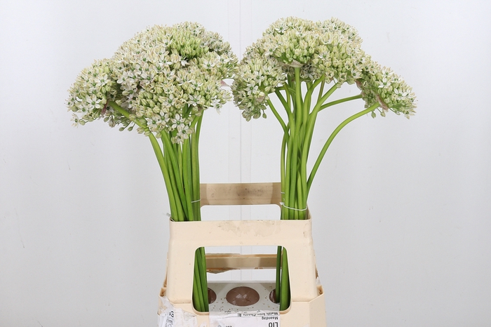 <h4>Allium Nigrum</h4>