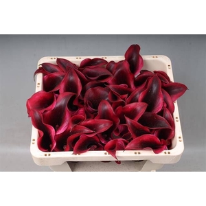 Calla Rudolph
