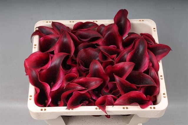 <h4>Calla Rudolph</h4>