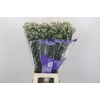 Limonium White Diamond