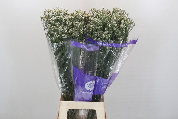 <h4>Limonium White Diamond</h4>