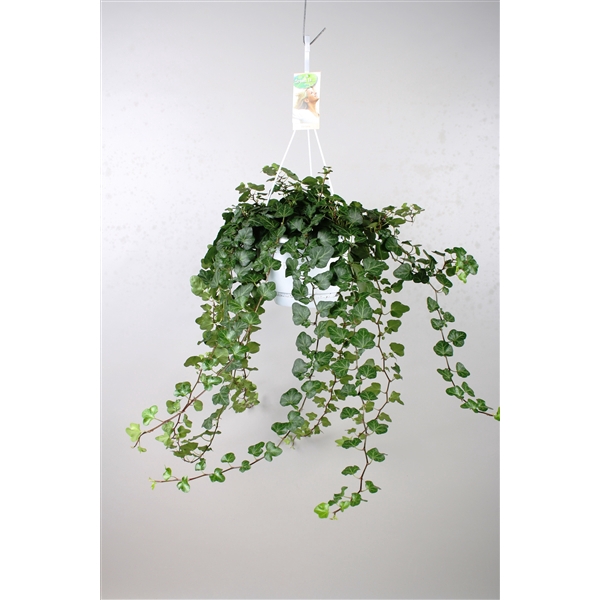 <h4>Hedera helix Wonder - hang/XXL</h4>