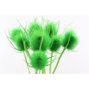 Dried Cardi Light Green Bunch