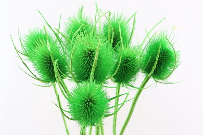 <h4>Dried Cardi Light Green Bunch</h4>