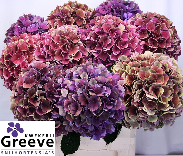 <h4>Hydr Mag Ruby Glow Classic Greeve</h4>