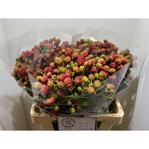 RUBUS FR CHESTER