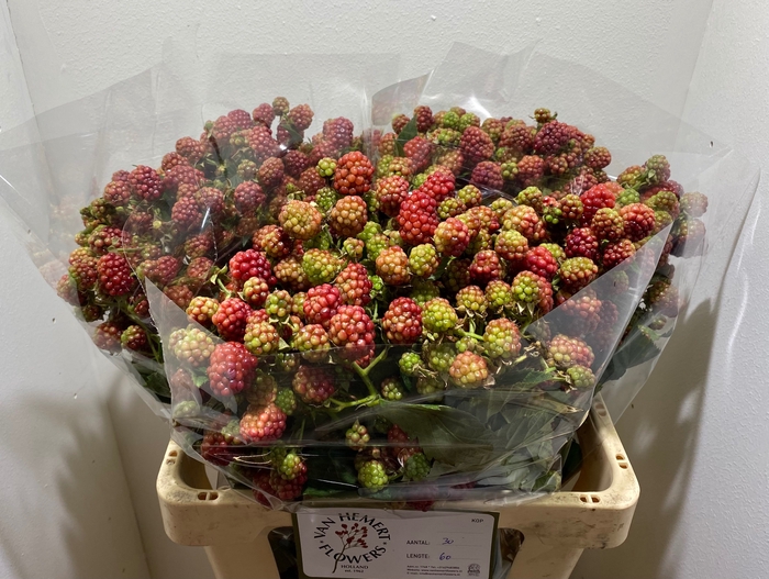 <h4>RUBUS FR CHESTER</h4>