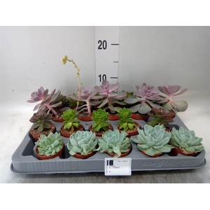 Echeveria ...mix