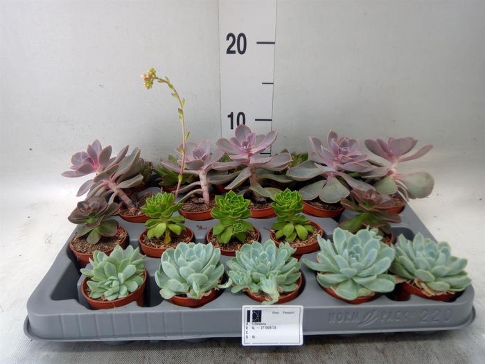 <h4>Echeveria   ...mix</h4>