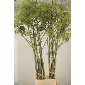 Foeniculum Vulgare Ferule