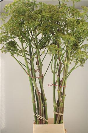 <h4>Foeniculum Vulgare Ferule</h4>
