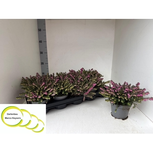 ERIC DA KRAMERS ROTE