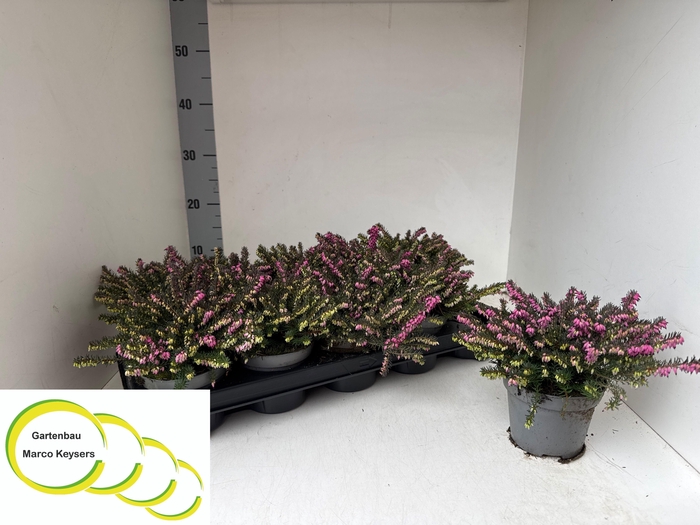 <h4>ERIC DA KRAMERS ROTE</h4>