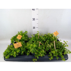 Peperomia rotundifolia