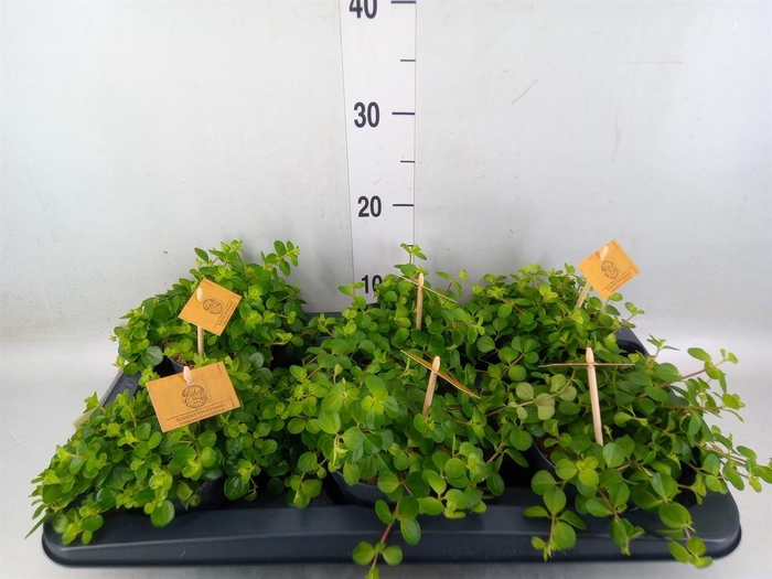 <h4>Peperomia rotundifolia</h4>