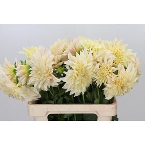 Dahlia Cafe Au Lait Creme