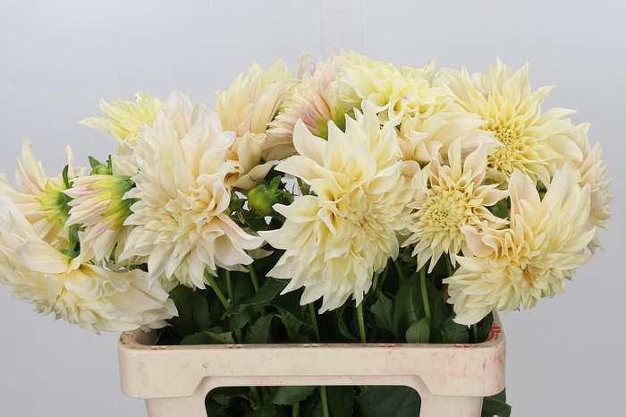 <h4>Dahlia Cafe Au Lait Creme</h4>