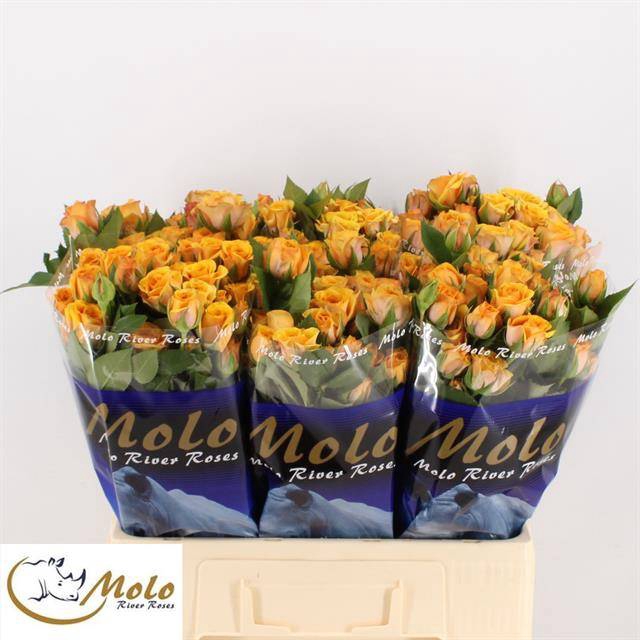 <h4>R Tr Saffron Smile Molo</h4>