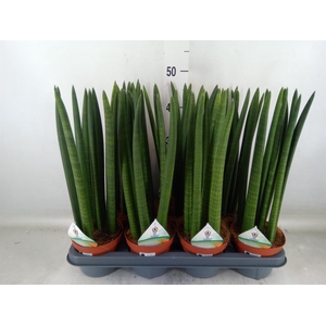 Sansevieria cyl.  ...